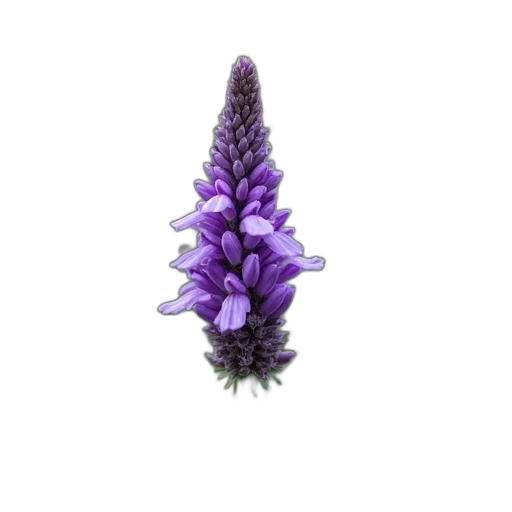 flower, crown, jewelry, hair transparent PNG cut-out