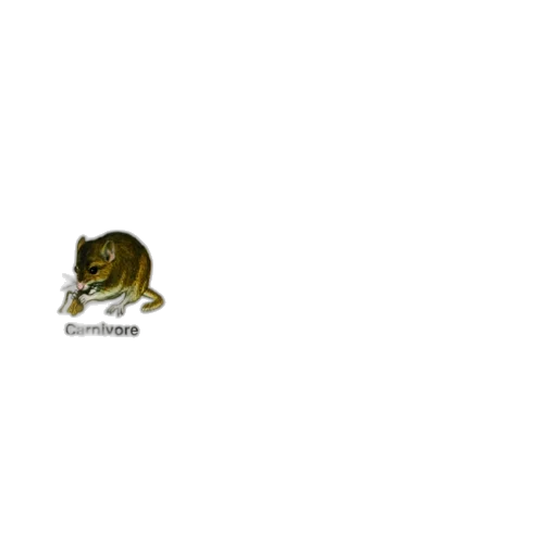 animal, crown, creature, hat transparent PNG cut-out