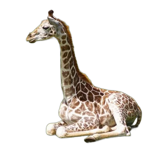 animal, creature, staff, jewelry transparent PNG cut-out