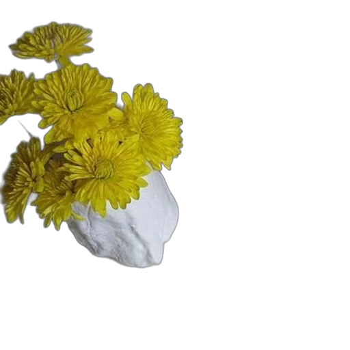 flower, crown, mask, jewelry transparent PNG cut-out
