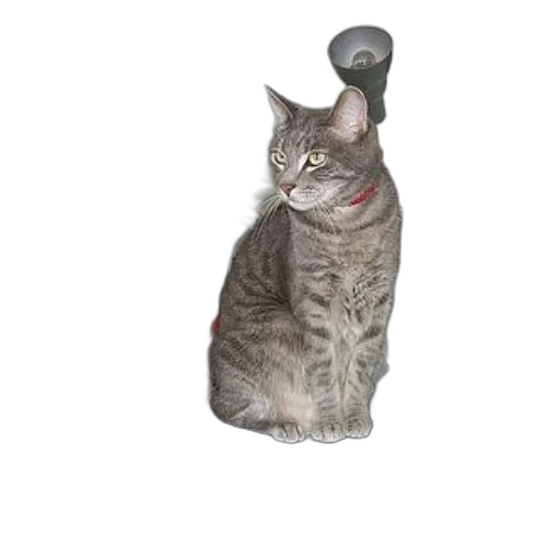 staff, animal, weapon, robot transparent PNG cut-out