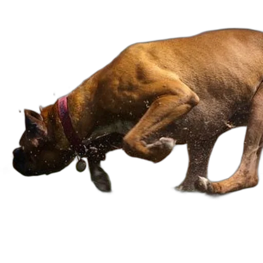 animal, creature, staff, weapon transparent PNG cut-out