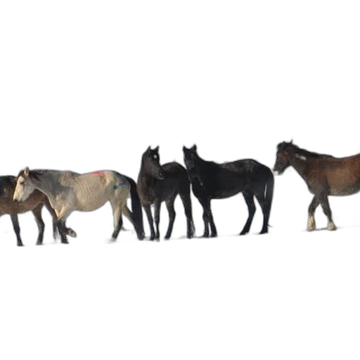 animal, concept art, 3d render, photorealistic transparent PNG cut-out