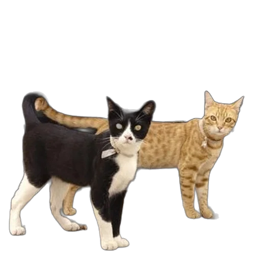 animal, staff, concept art, pixel art transparent PNG cut-out