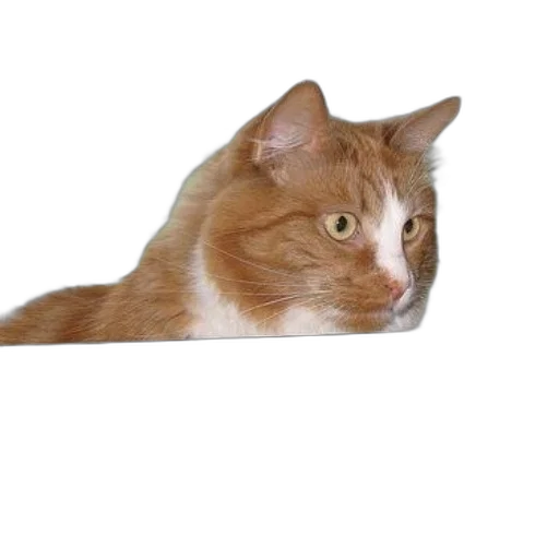animal, staff, creature, face transparent PNG cut-out