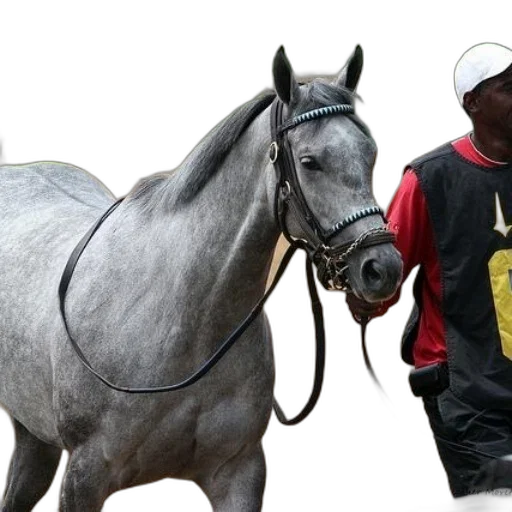 gray, horse, being, led transparent PNG cut-out