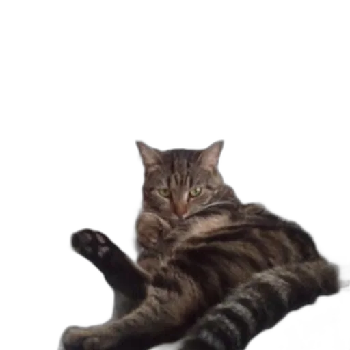 animal, creature, staff, furniture transparent PNG cut-out