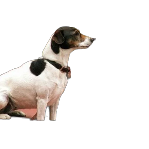 animal, staff, creature, photorealistic transparent PNG cut-out