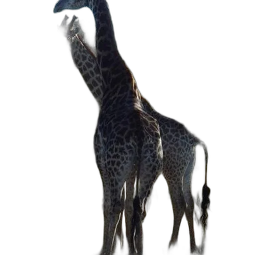animal, creature, staff, dragon transparent PNG cut-out