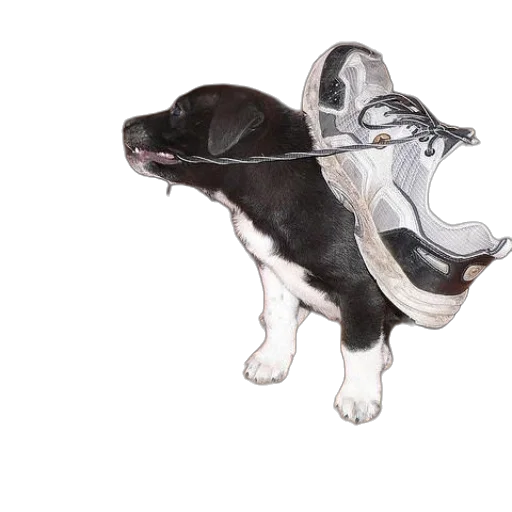 shoes, mask, animal, weapon transparent PNG cut-out
