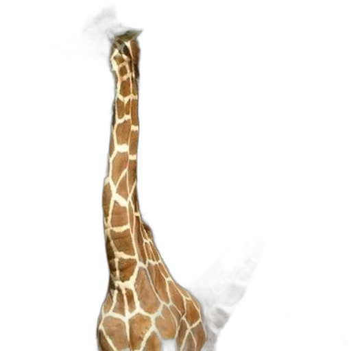 shoes, animal, hat, umbrella transparent PNG cut-out