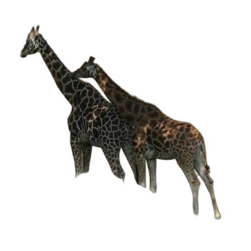 animal, creature, jewelry, staff transparent PNG cut-out