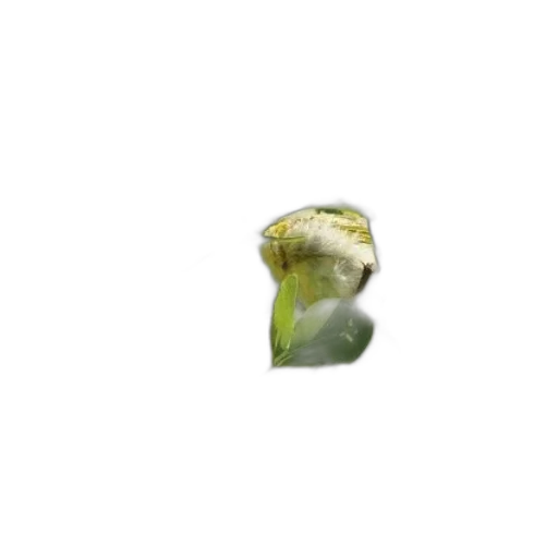 dragon, food, animal, flower transparent PNG cut-out