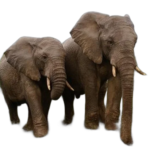 animal, photorealistic, 3d render, two transparent PNG cut-out