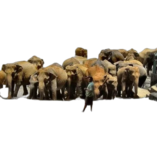 animal, staff, group, elephants transparent PNG cut-out