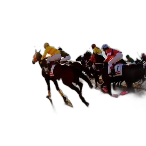 animal, crown, horse, race transparent PNG cut-out