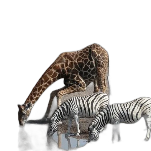 animal, creature, concept art, 3d render transparent PNG cut-out