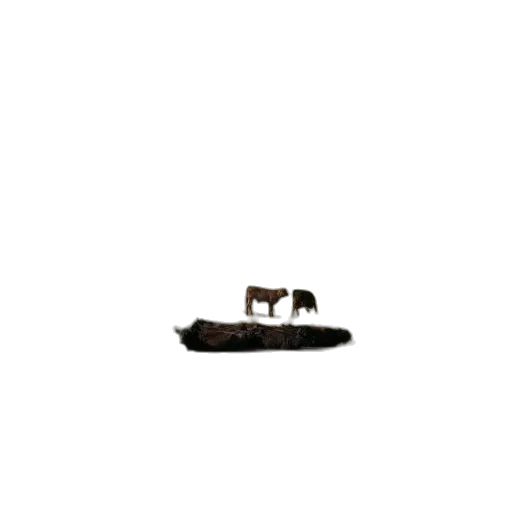 animal, shoes, furniture, creature transparent PNG cut-out