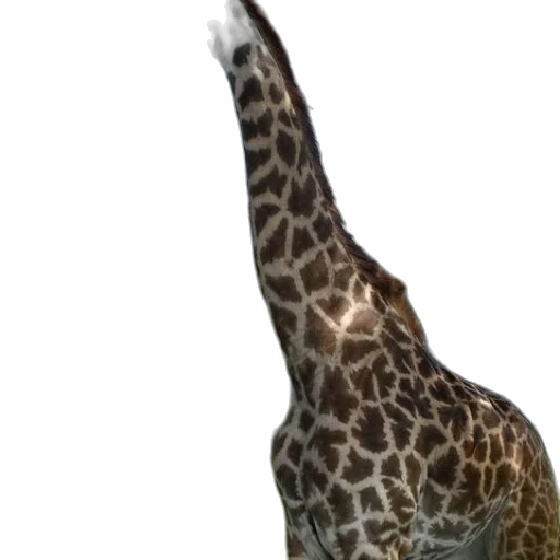 animal, creature, hat, staff transparent PNG cut-out