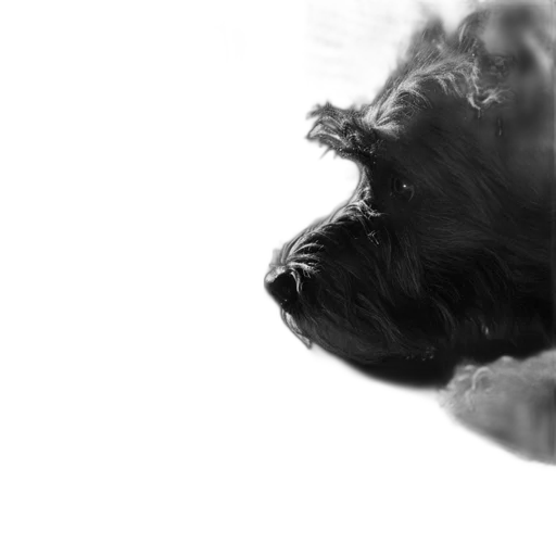 animal, creature, face, dragon transparent PNG cut-out