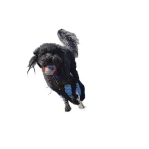 animal, creature, dragon, hair transparent PNG cut-out