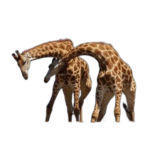 animal, creature, furniture, weapon transparent PNG cut-out
