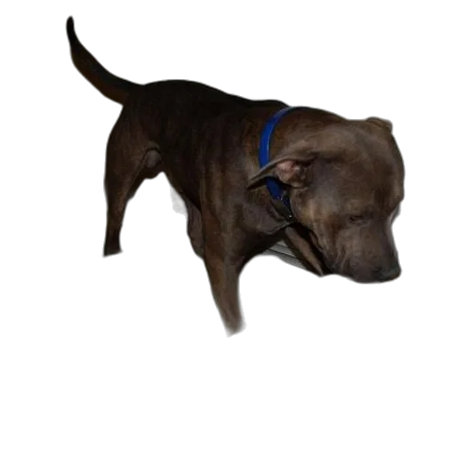 animal, staff, creature, jewelry transparent PNG cut-out