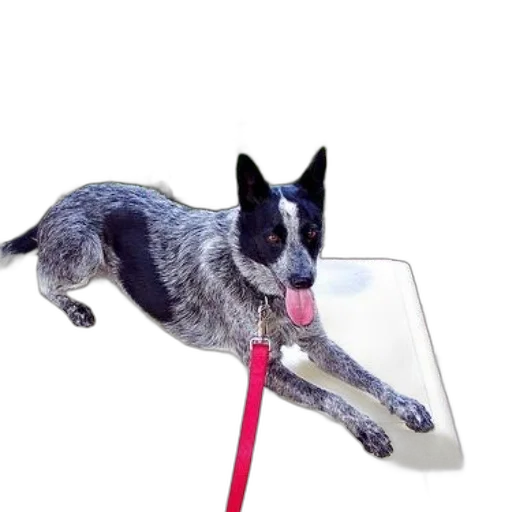 staff, animal, umbrella, creature transparent PNG cut-out