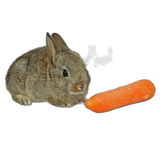 animal, food, weapon, creature transparent PNG cut-out
