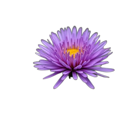 flower, crown, jewelry, staff transparent PNG cut-out
