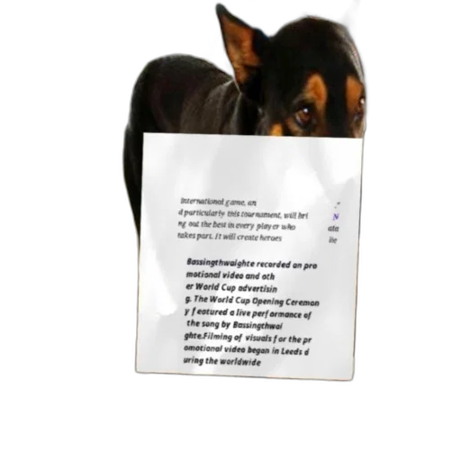 animal, staff, promotional, video transparent PNG cut-out