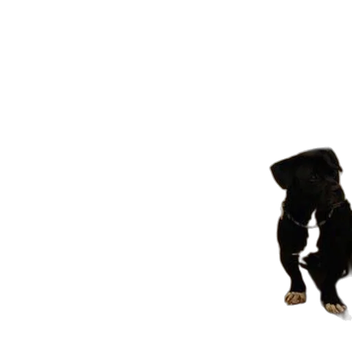 animal, creature, staff, robot transparent PNG cut-out