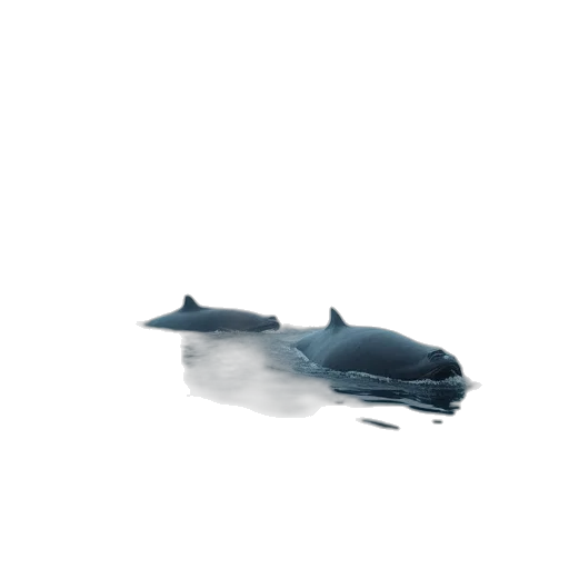 animal, creature, weapon, hat transparent PNG cut-out