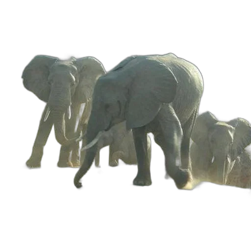 animal, staff, creature, concept art transparent PNG cut-out