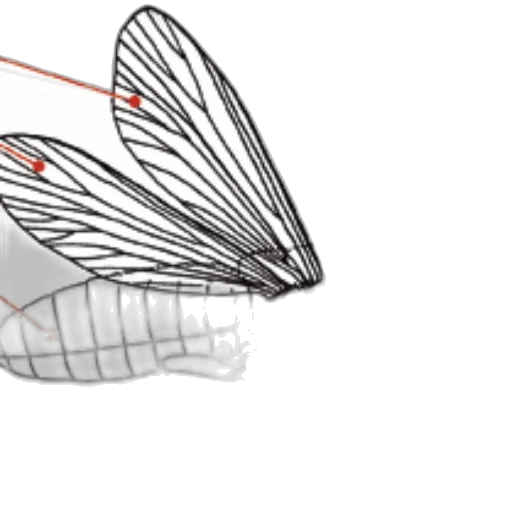 hat, creature, dragon, crown transparent PNG cut-out