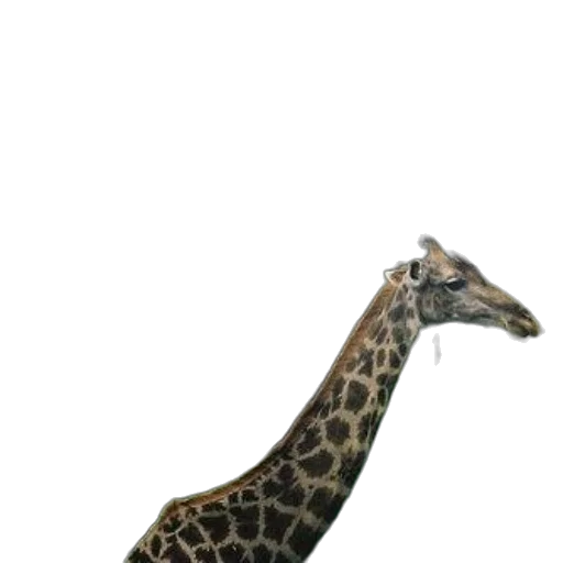 animal, staff, creature, hat transparent PNG cut-out