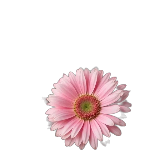 flower, jewelry, crown, staff transparent PNG cut-out