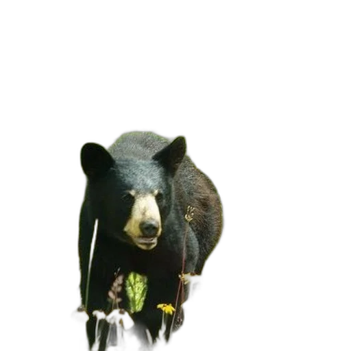 animal, creature, staff, food transparent PNG cut-out