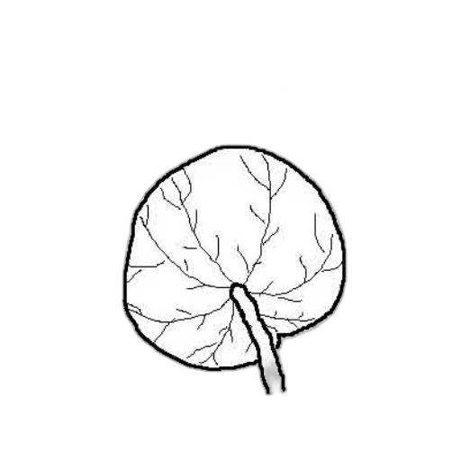 flower, umbrella, tree, crown transparent PNG cut-out