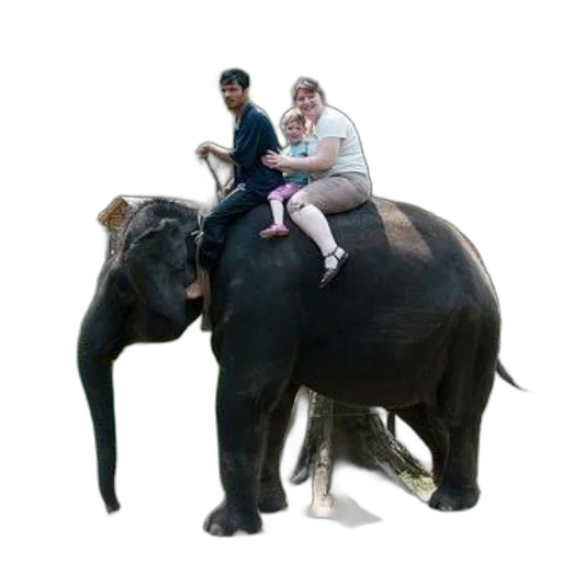 animal, staff, creature, umbrella transparent PNG cut-out