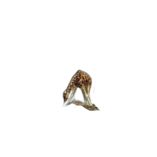 animal, jewelry, creature, shoes transparent PNG cut-out
