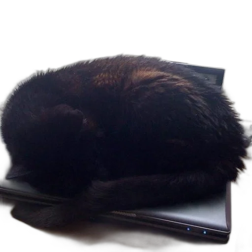 staff, animal, creature, hat transparent PNG cut-out
