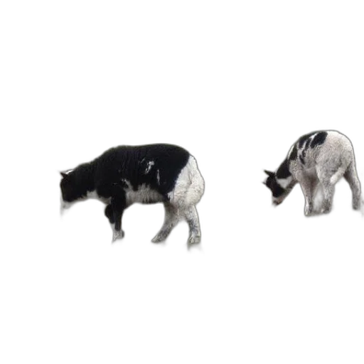 animal, creature, food, 3d render transparent PNG cut-out