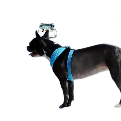 robot, animal, staff, creature transparent PNG cut-out
