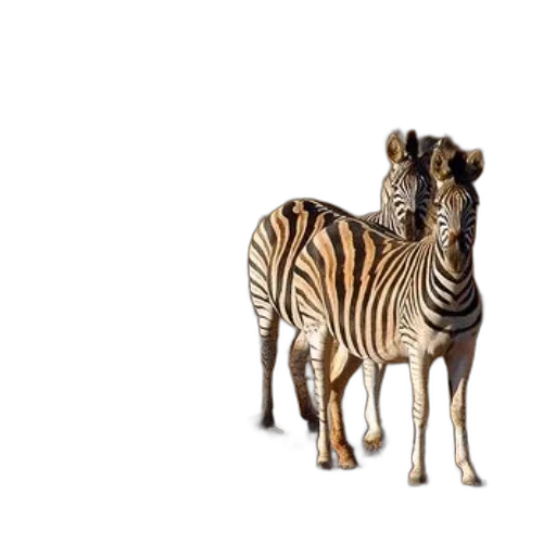 animal, creature, furniture, jewelry transparent PNG cut-out