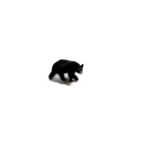 animal, creature, weapon, hat transparent PNG cut-out