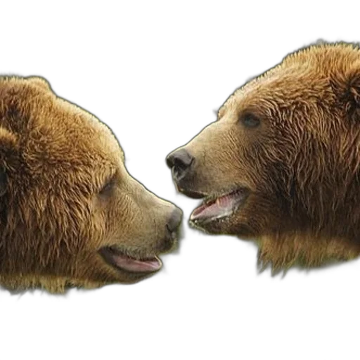 animal, photorealistic, concept art, two transparent PNG cut-out
