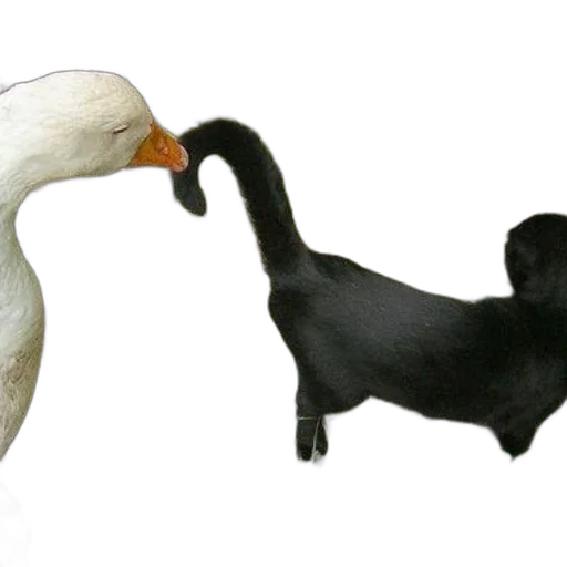 animal, mask, creature, food transparent PNG cut-out