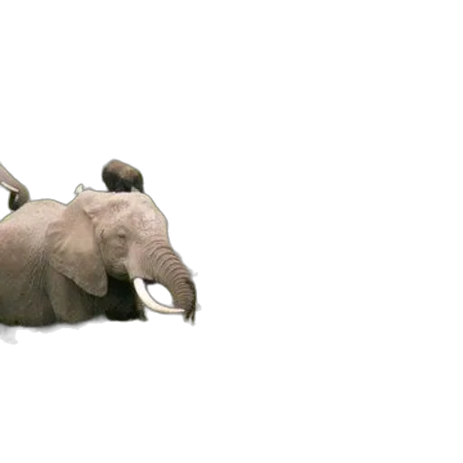 animal, creature, umbrella, shoes transparent PNG cut-out