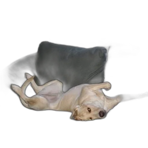 animal, creature, staff, furniture transparent PNG cut-out
